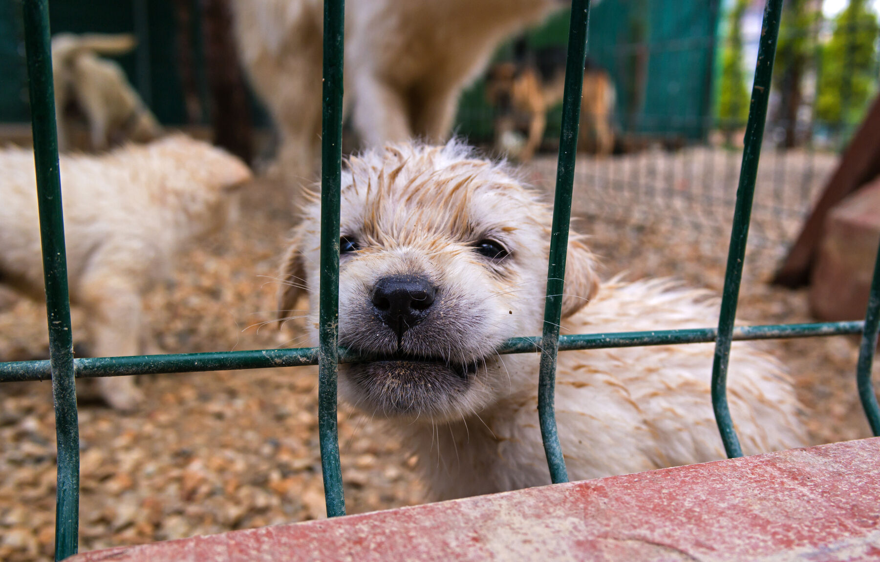 puppy in cage.jpg